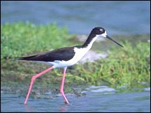 the endangered Hawaiian Stilt: 